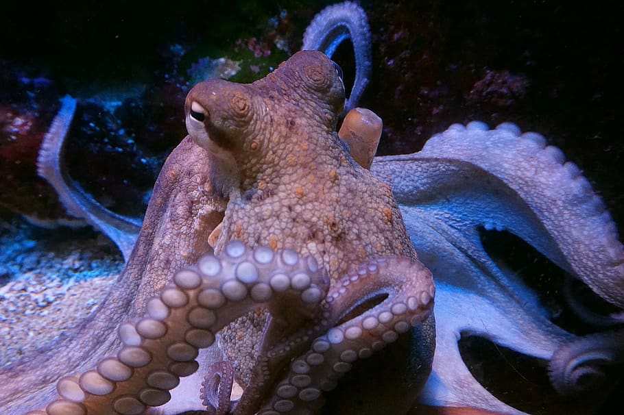 squid, octopus, m, calamari, meeresbewohner, food, delicious, fresh, eat, live