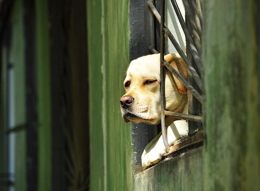 dog, window, grille, views, house, one animal, animal themes, animal, canine, mammal