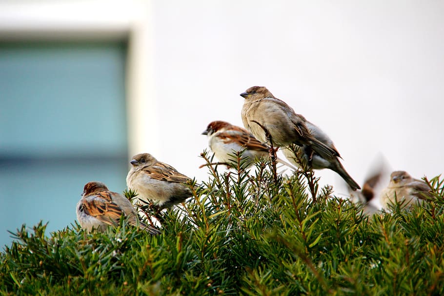 Sparrow, Songbird, Sperling, Bird, sitting, branch, house sparrow, passer domesticus, sparrow bird, animal