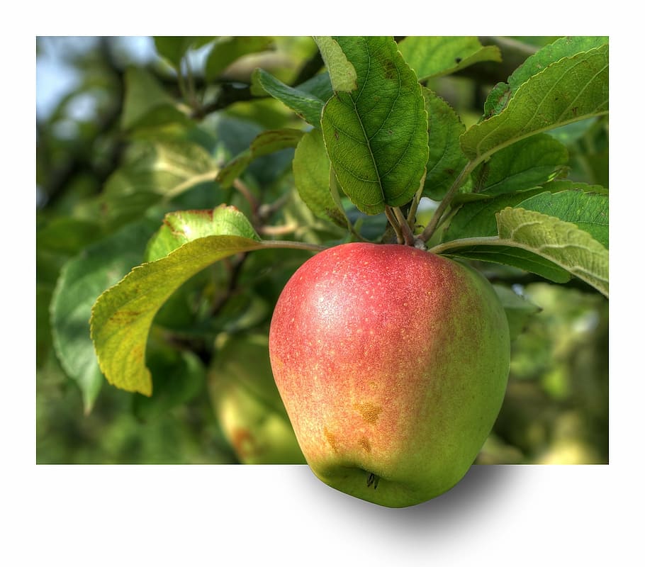 green, red, honeycrisp apple, apple, fruit, apple tree, hdr, ebv, out of the frame, unleashed