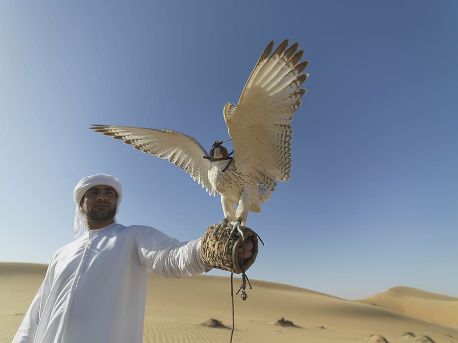 man, wearing, white, thobe coat, holding, bird, falcon, uae, desert, hunter