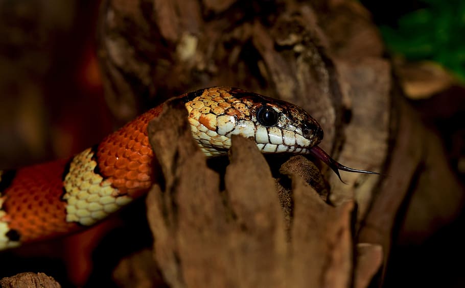 King Snake, con bandas, rojo, negro, serpiente, colorido, atención, al acecho, lampropeltis, no tóxico