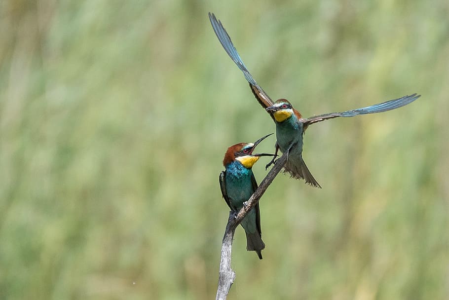 selective, focus photography, two, green, bee-eaters, animals, birds, biotope, valais, little bee-eater