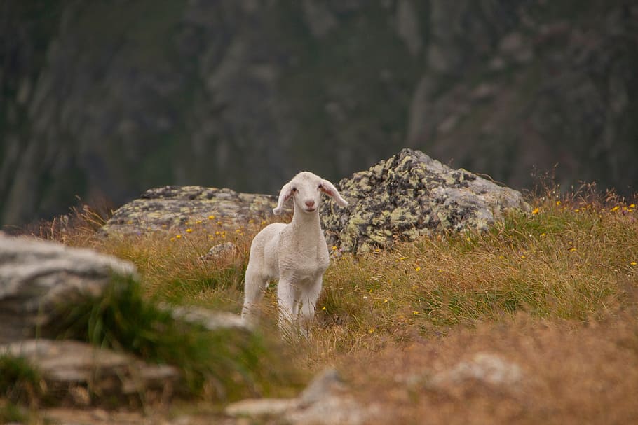 white, goat, surrounded, grass, shallow, focus photography, lamb, animal, sheep, schäfchen