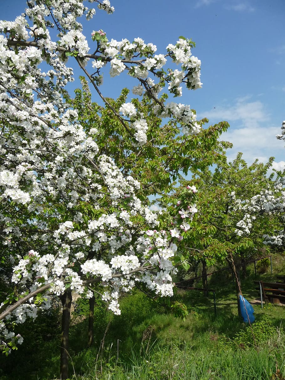 Apple Tree, Apple Blossom, Spring, orchard, flowers, trees, art, farm, landscape, flower