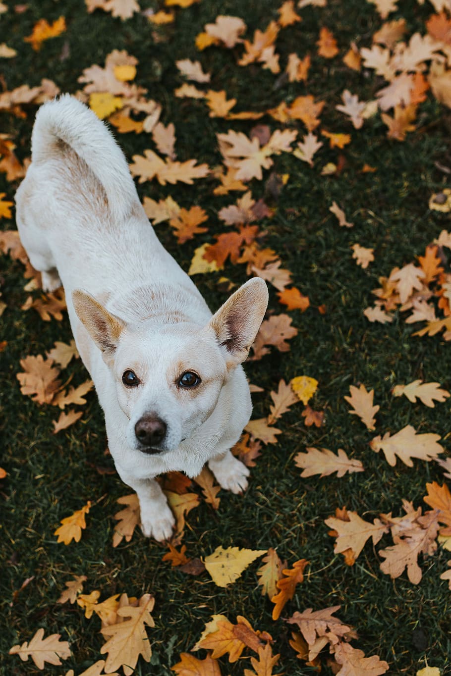 musim gugur, berjalan, anjing, daun, hewan peliharaan, hewan, lucu, di luar ruangan, Anjing trah, anak anjing