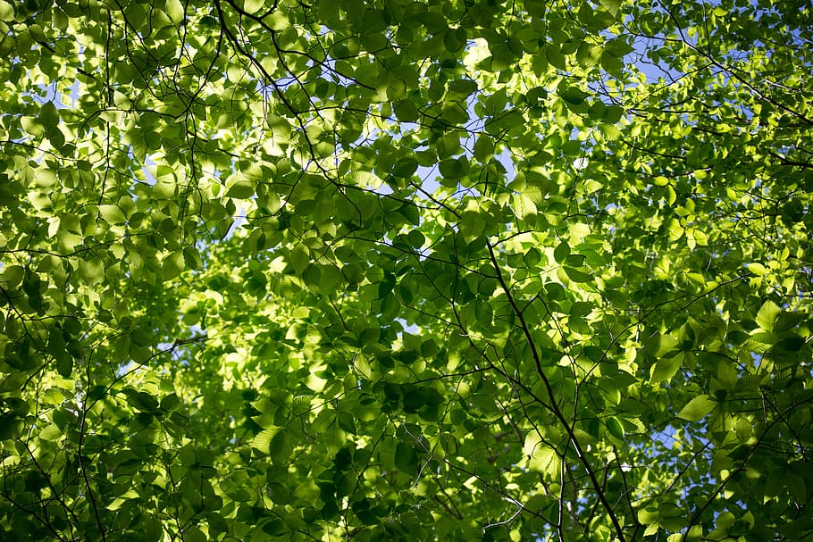 Leaves, Nature, Sunlight, Trees, leaf, green color, lush foliage, plant, backgrounds, growth