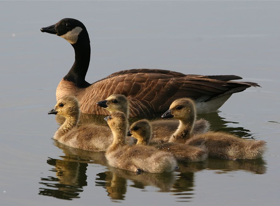 lake, Canada goose, anchorage, alaska, ducks, geese, wildlife, water, ducklings, swimming