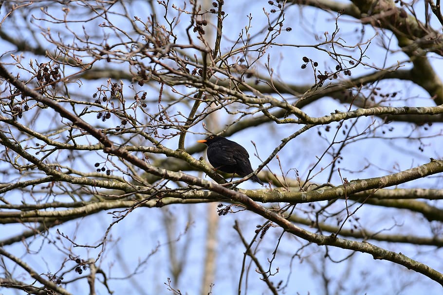 blackbird, true, throttle, bird, black, animal, nature, tree, branch, animals in the wild