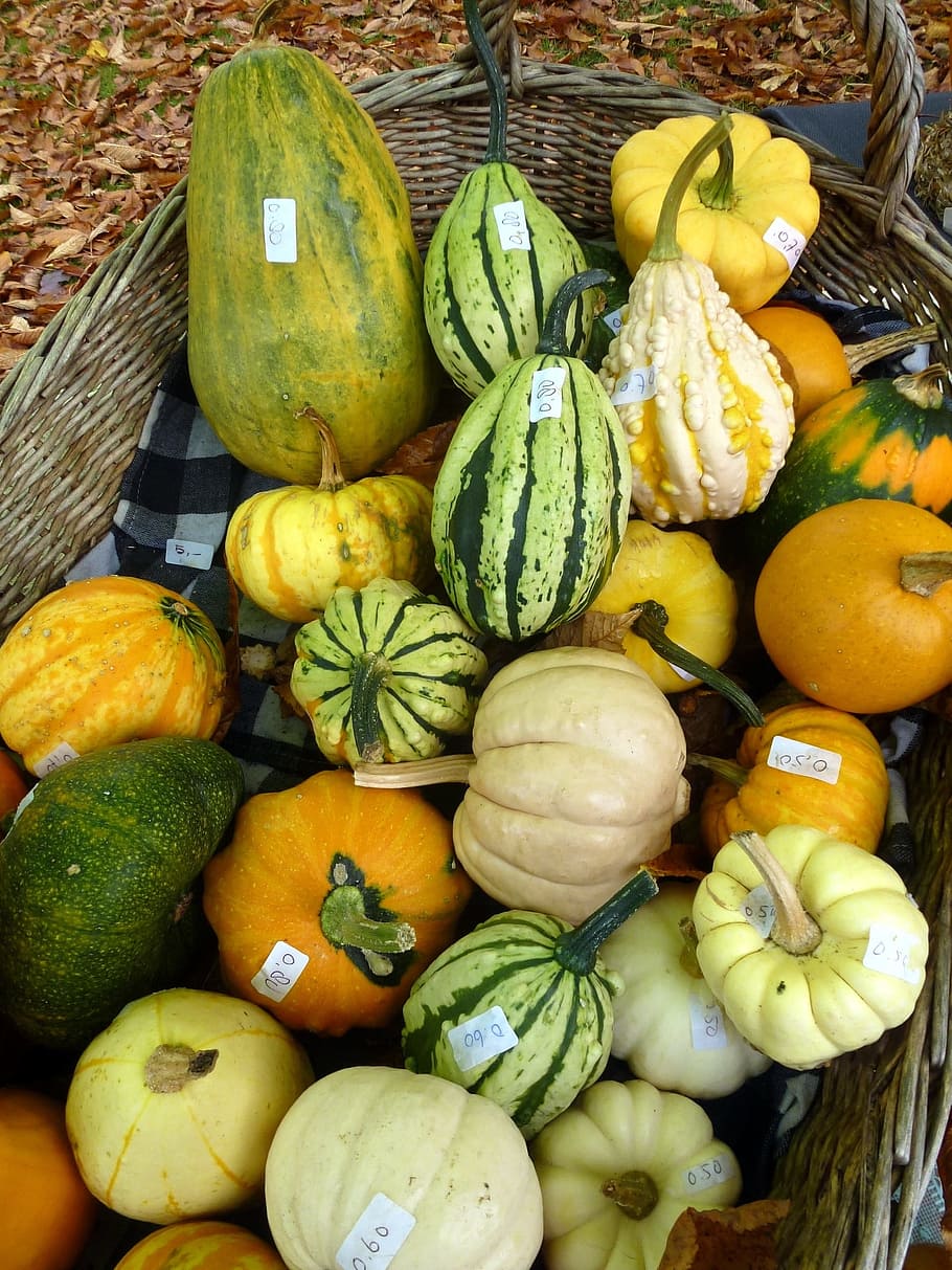 Squash, Pumpkin, Gourd, Marrow, Sell, basket, orange, vegetable, halloween, autumn