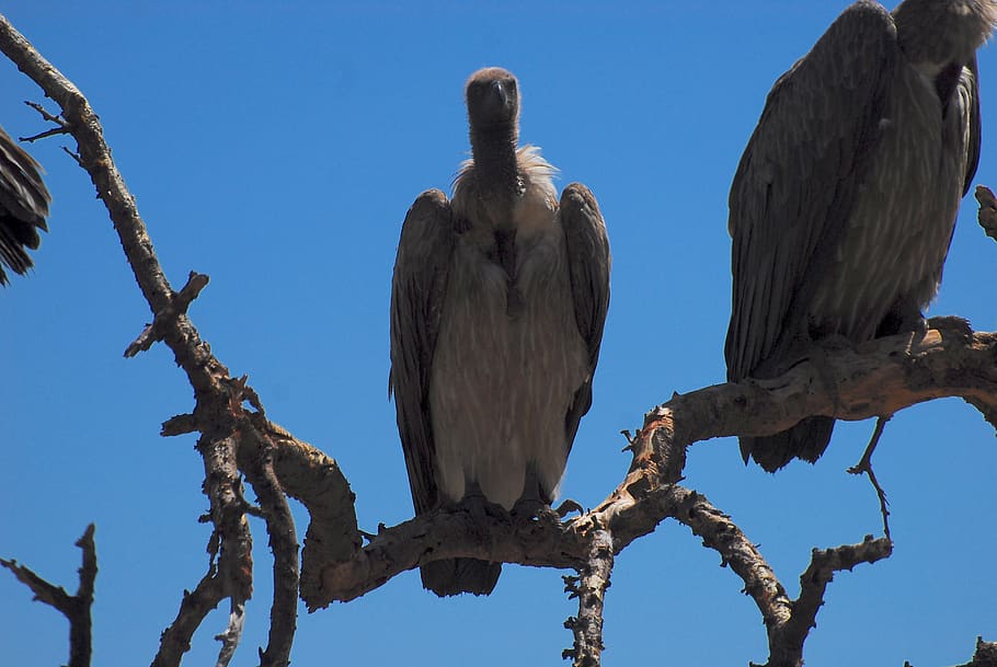 vulture, wild, namibia, africa, nature, raptor, feather, plumage, feathers, beak
