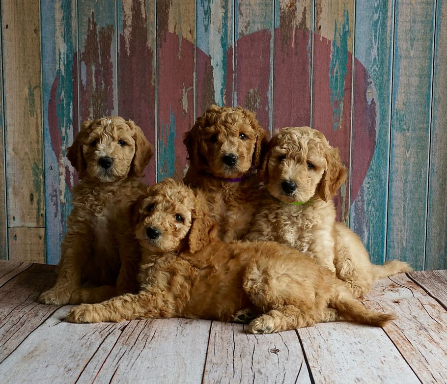 empat anak anjing coklat, anak anjing, jantung, cinta, imut, valentine, menggemaskan, doggy, anjing, manis