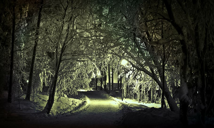 pathway, trees, winter, snow, wintry, shadow, cold, landscape, light, snowy
