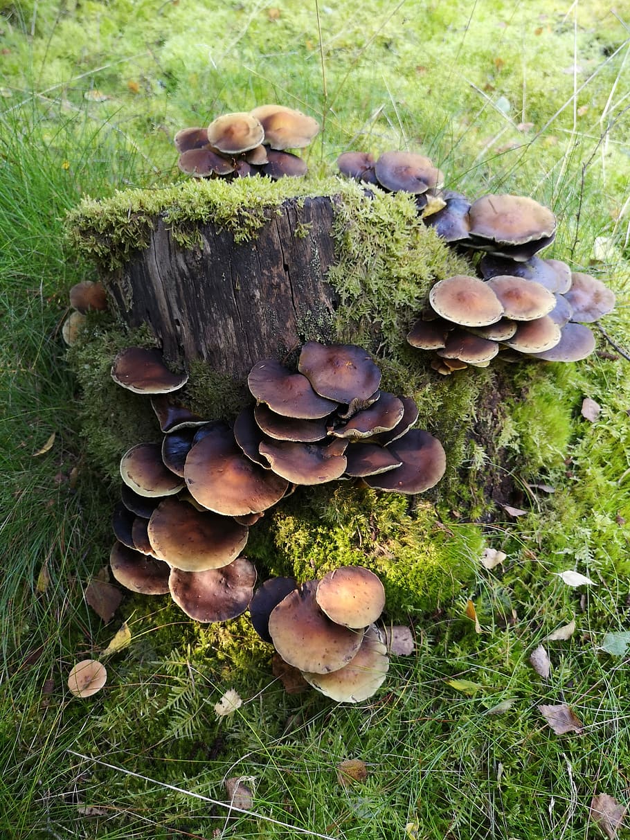 fungos, cogumelos, floresta, árvores, madeira, verde, marrom, natureza, fora, outono