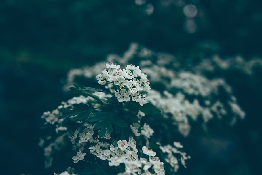 selektif, fotografi fokus, putih, ceri, bunga, alam, tanaman, outdoor, taman, blur