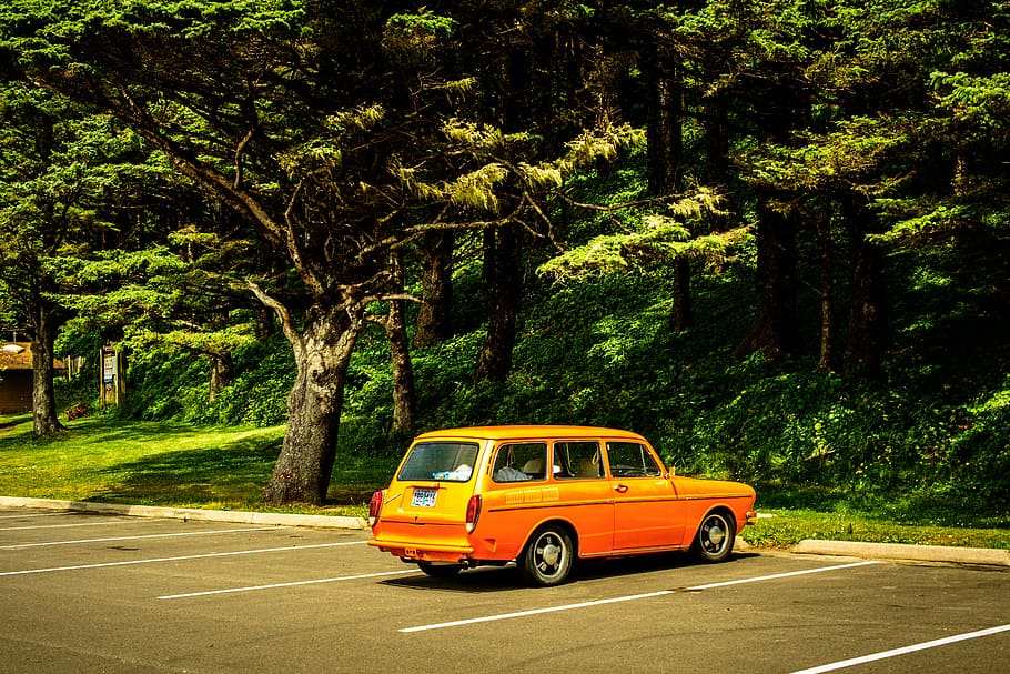 orange, station wagon, parked, tree, daytime, action, asphalt, automotive, bus, car