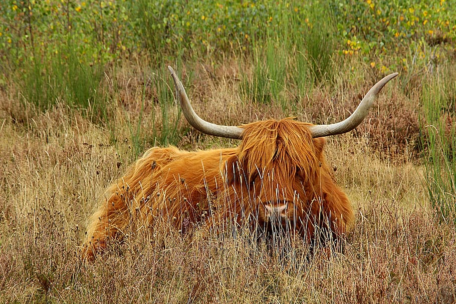 Highland, Beef, Cow, Horns, Animal, highland beef, cow, beef, scotland, agriculture, highland cattle