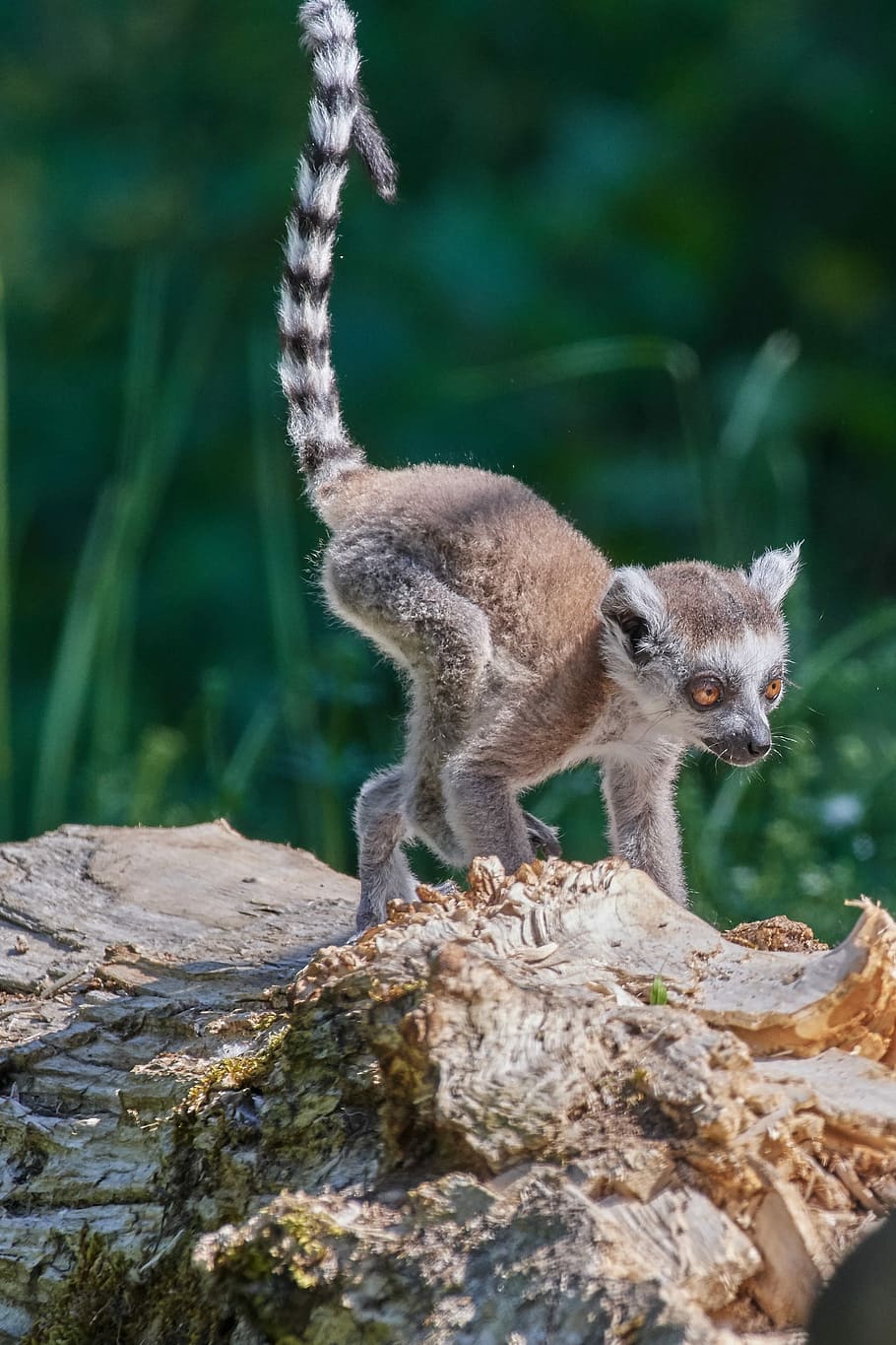 monkey, lemur, young animal, ring tailed lemur, lemur catta, madagascar, primates, cute, animal wildlife, mammal