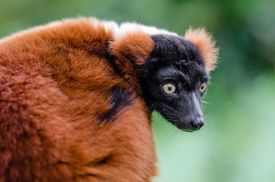 Red Ruffed Lemur, selective, focus, photography, animal, daytime, animal themes, one animal, mammal, animal wildlife