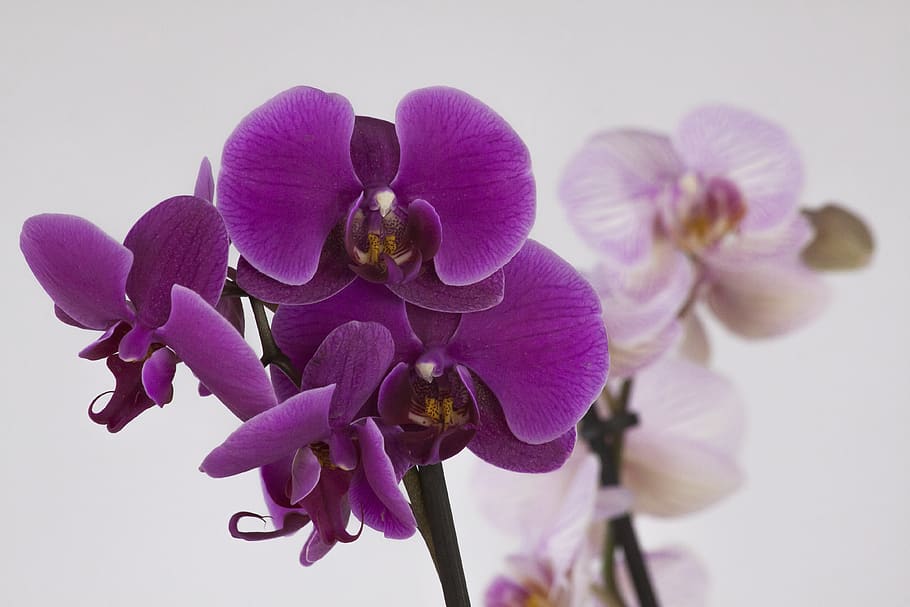 orquídea, phalaenopsis, flor, floración, violeta, rosa, naturaleza, tropical, planta floreciendo, púrpura