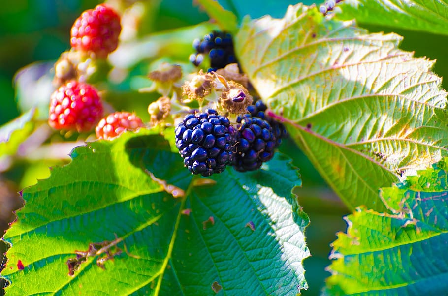shallow, focus photography, blueberries, blackberry, bush, plant, berry fruit, fruit, thorn bush, food