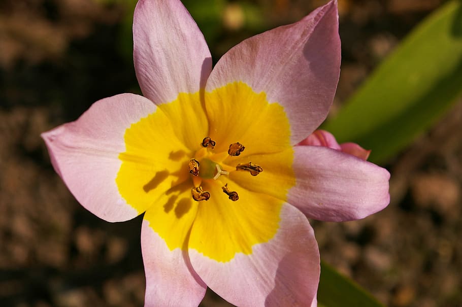 tulipanes, tumor amarillo, tulipán bicolor, primavera, flor, floración, jardín, naturaleza, decoración, flor de tulipán