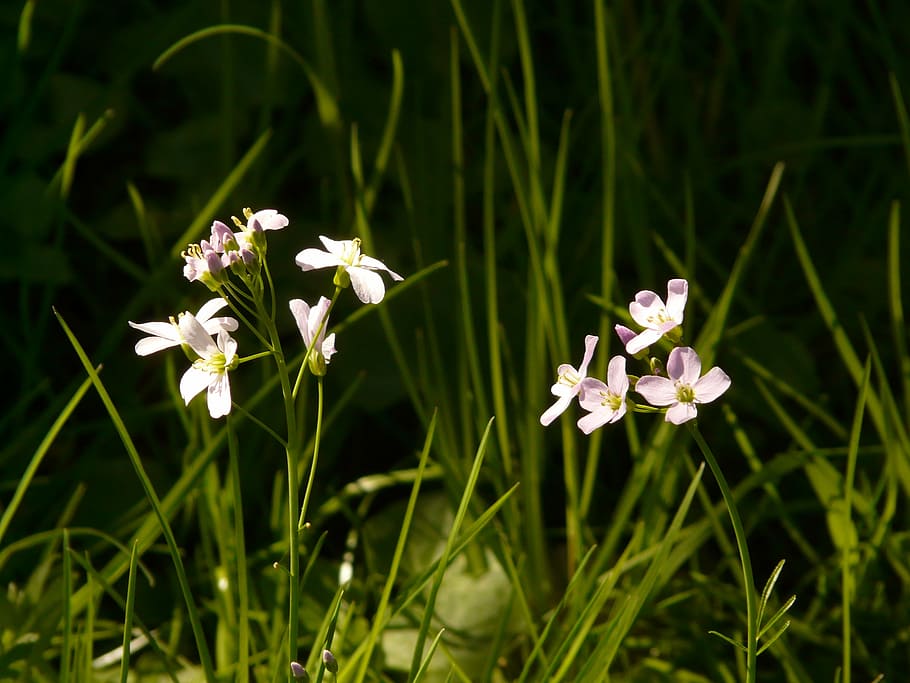 cuckoo flower, pointed flower, card amines pratensis, flowering plant, cardamine, card amines, cruciferous plant, brassicaceae, pink, light pink