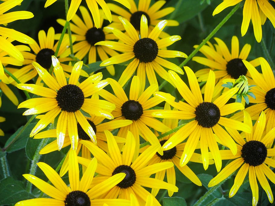 amarelo, flores, jardim, natureza, flor, planta com flor, coneflower, frescor, susan de olhos pretos, cabeça de flor