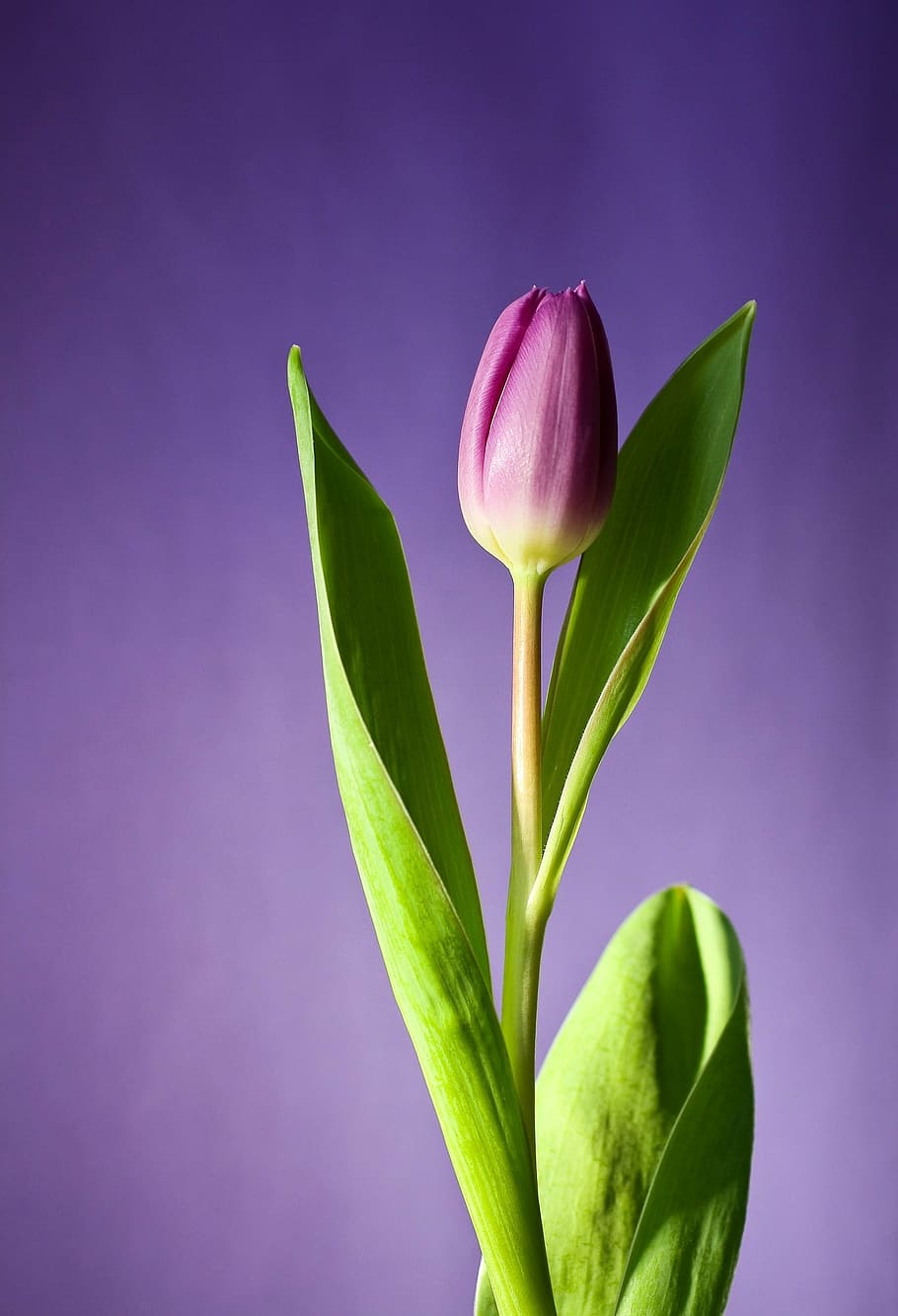 primer plano, foto, púrpura, tulipán, floración, rosa, flores, primavera, naturaleza, planta