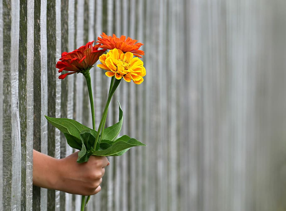 person holding flowers, hand, gift, bouquet, congratulation, love, give, fence, slit, multi color