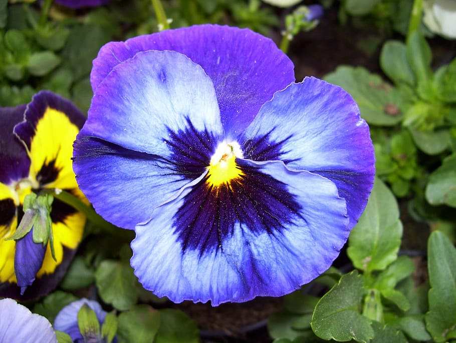 pansy, pansies, flowers, spring, garden, plant, pollen, seedling, planting, planting flowers