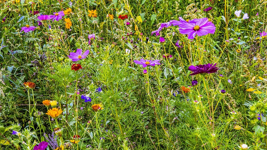 flores variadas, prado de flores, colorido, flores, naturaleza, violeta, verano, prado, rojo, floración