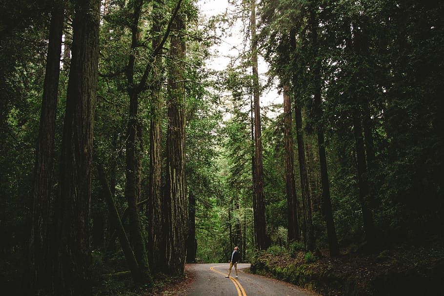 man, standing, road, forest trees, people, travel, adventure, alone, nature, trees