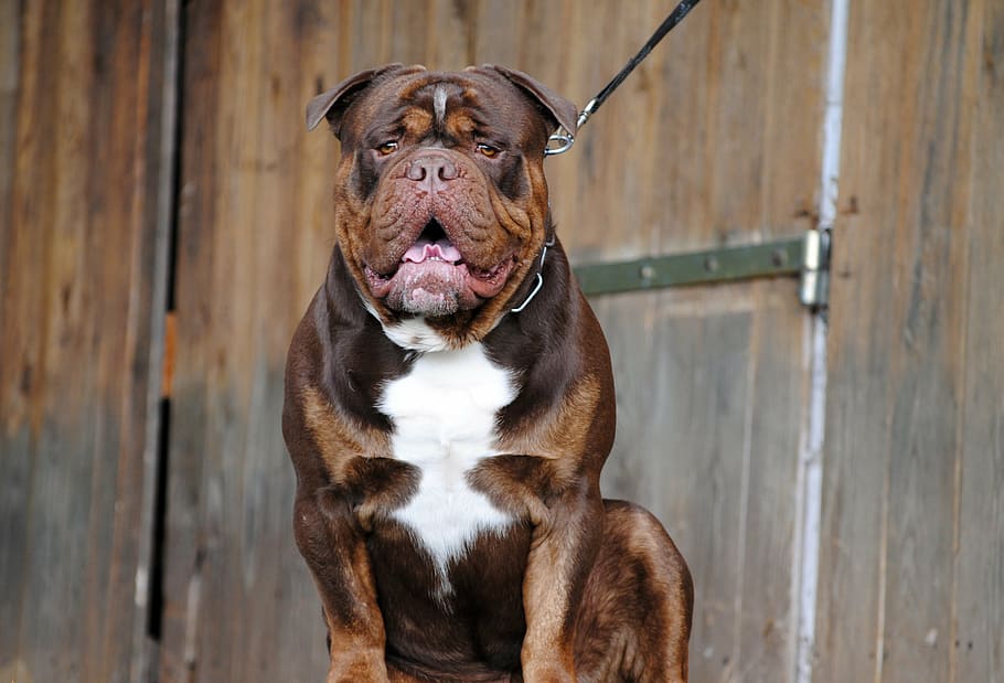adult short-coated, brown, white, bulldog, wooden, wall, dog, canine, pet, english bulldog