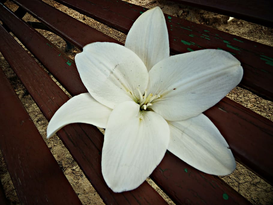 delirium, white, flower, flowers, pistil, wood, wooden bench, peace, macro, beauty