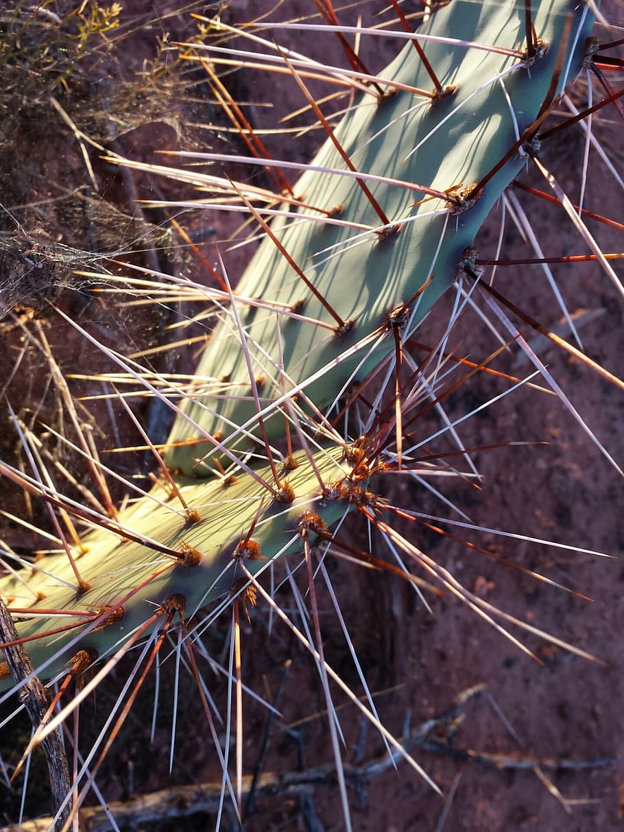 cactus, sedona, arizona, southwestern, southwest, natural, vegetation, cacti, pointy, earth day