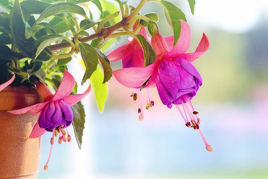 purple petaled flower, fuchsia wind chime flowers, macro, pink, purple, spring, summer, nature, floral, blossoms