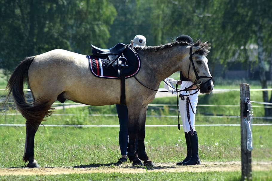 man, horse, saddle, equestrian, riding, horseback, horse riding, competition, animal, ranch