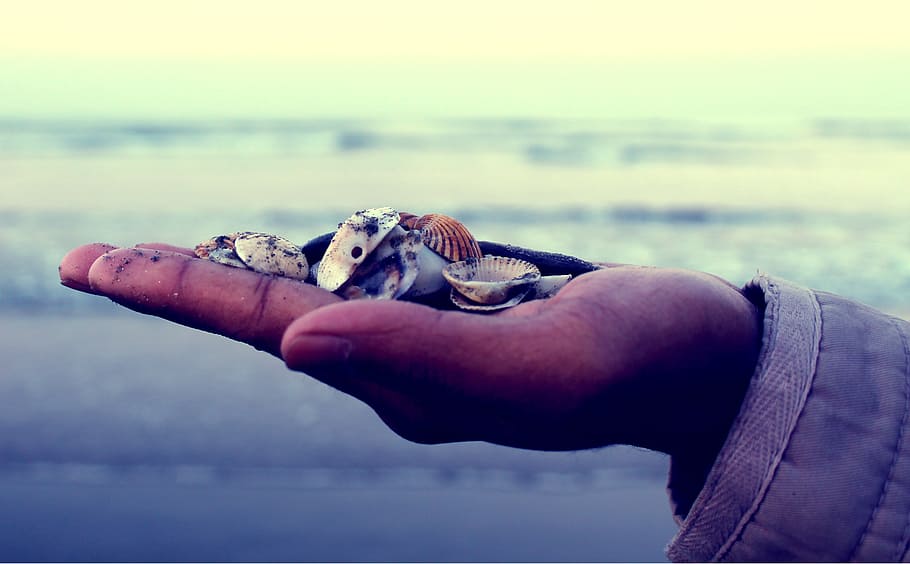 conchas do mar, pessoa, palma da mão, beleza da mão, clique na pedra, produtos de praia nas mãos, mãos simbólicas, mãos icônicas, foto rara, foto do dia