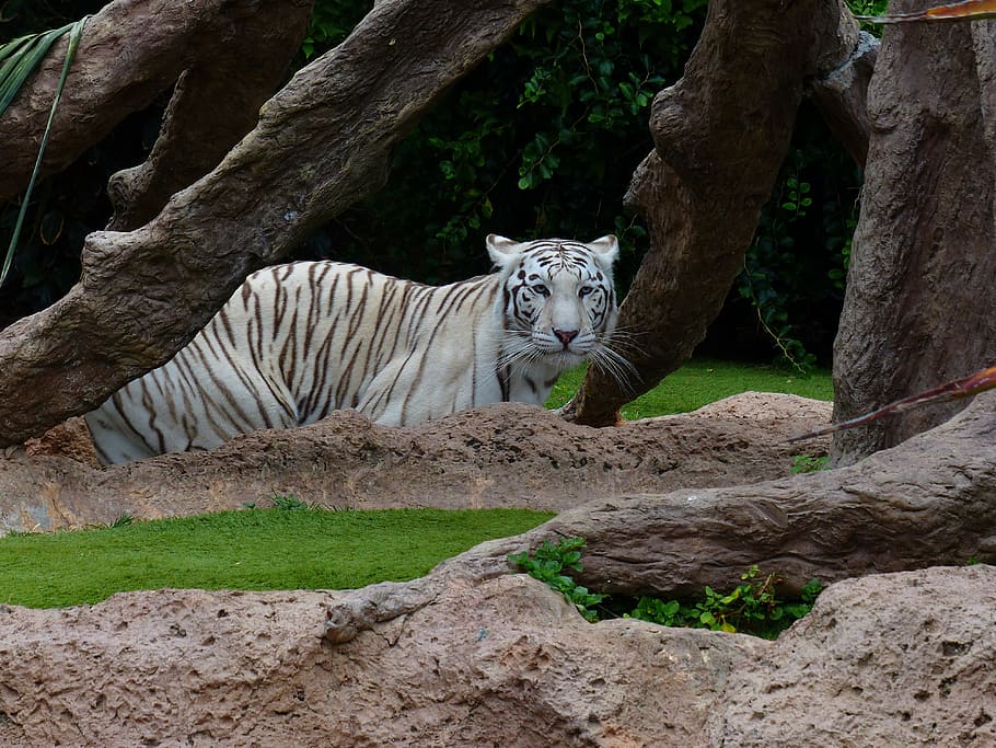 harimau putih bengal, harimau, predator, kucing, berbahaya, kucing liar, kucing besar, raja harimau, tigris tigris panthera, harimau bengal