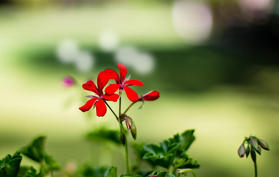 printemps, red-petaled flower, flower, plant, flowering plant, beauty in nature, freshness, vulnerability, fragility, growth