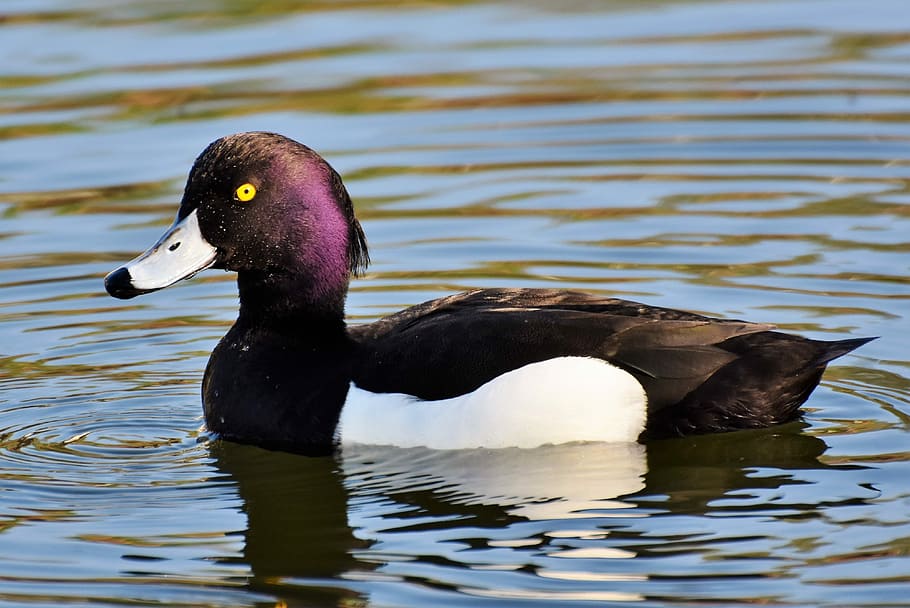 black, white, mallard duck, body, water, violet duck, small mountain duck, duck, bird, ducky