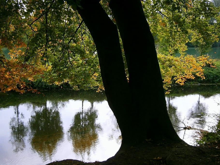 River, Waters, Water, Reflection, mirroring, plant, autumn, trees, tree, fall foliage