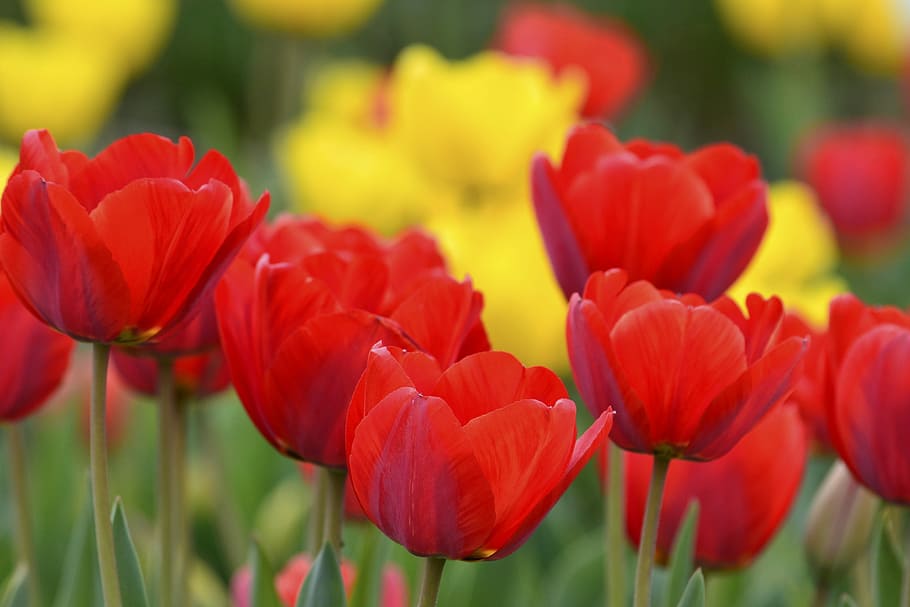 rojo amarillo, gregaria, natural, flores, setas, tulipán, hermosa, floración, primavera, macizo de flores