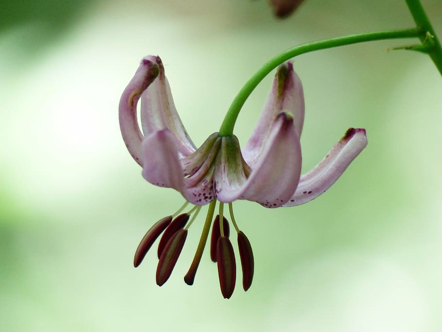 orquídea traça-de-rosa, lírio de tampa turca, flor, rosa, filigrana, inflorescência, lilium martagon, lírio, lilium, balançando a flor