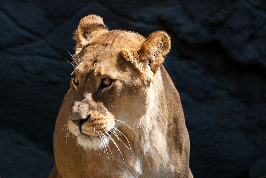 Leona adulta, león, leona, depredador, gato, hembra, animal, temas de animales, mamífero, fauna animal