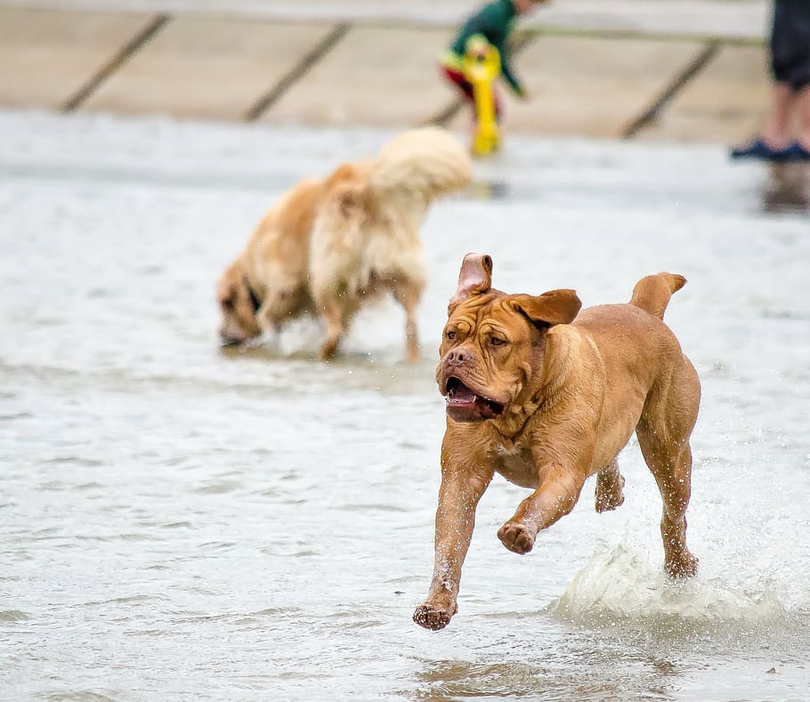 adult, brown, pit bull, running, daytime, wildlife photography, pet photography, dogs, water, north sea