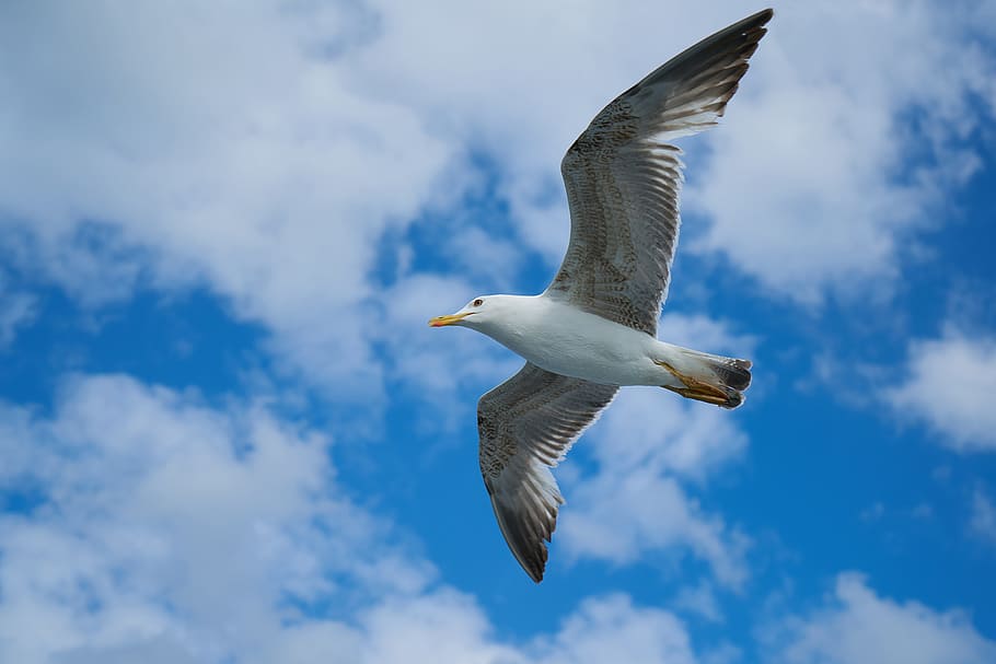 white bird flying, seagull, bird, birds, animal, nature, gulls, day, loves nature, clouds