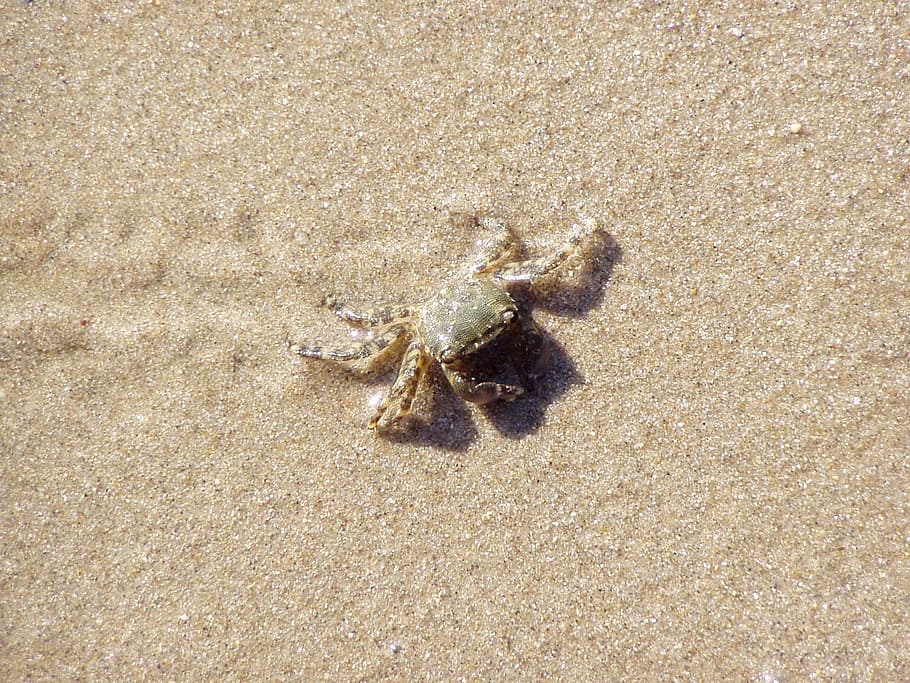 Crab, Sand, Beach, Shadow, Sun, sand, beach, summer, one animal, animal themes, animals in the wild