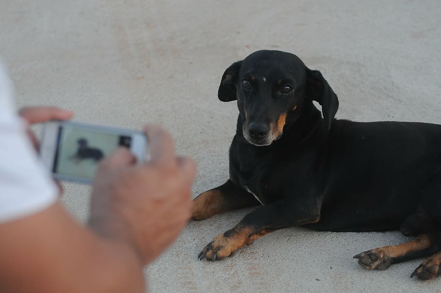photograph, dog, iphone, iphone 5, basset hound, cofap, black, canine, one animal, pets